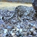 The researchers intend to coordinate their biological research and population count with fellow scientists involved in snow leopard research in neighbouring countries, notably Mongolia, China, and Kazakhstan