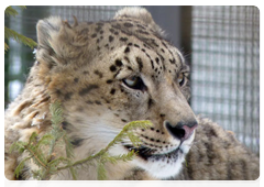 The snow leopard
