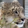 The snow leopard, or ounce (Uncia uncia), is the only species of the genus Uncia