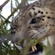An adult snow leopard can grow up to 120-125 cm in length and weigh up to 45 kg