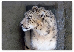 Documentary film shot on the Sayano-Shushensky Nature Reserve, famous for its snow leopards