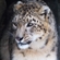 Less fertile than the other felids, female snow leopards do not give birth every year
