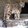 Russia is home to the northernmost snow leopard population