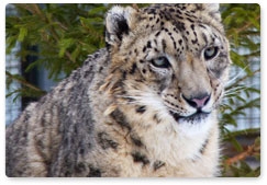 The Snow Leopard Programme: zoologists plant hidden cameras in Ubsunur Hollow Nature Reserve