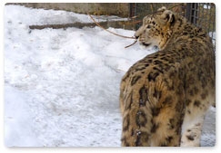 Project On the Tracks of a Snow Leopard gets Russian Geographical Society grant
