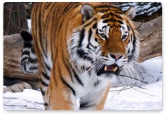 Международный форум по проблемам, связанным с сохранением тигра на Земле, пройдёт 21–24 ноября в Санкт-Петербурге