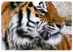 A Siberian tiger at Moscow Zoo