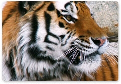 На международном форуме по проблемам, связанным с сохранением тигра на Земле, обсудят программу удвоения численности тигров в мире к 2022 году