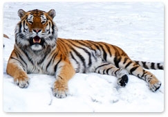 Во Владивостоке 9-12 сентября 2010 года пройдет Международный форум по проблемам сохранения тигра на Земле