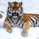 Уссурийский тигр в Московском зоопарке