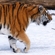 A Siberian tiger at Moscow Zoo