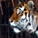 Уссурийский тигр в Московском зоопарке