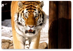 Россия поможет Южной Корее сохранить популяцию тигров