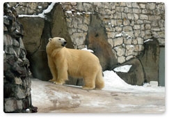 Благодаря Российской Федерации спасены белые медведи на Аляске
