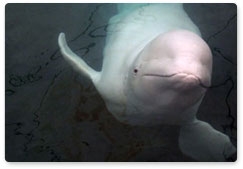 Researchers conduct genetic analysis of belugas from Srednyaya Bay