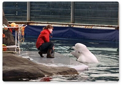 White whales of Primorye Oceanarium go on 2-week break