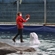 White whale training at Moscow Zoo