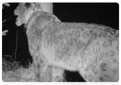 New images of snow leopard Mongol caught on camera