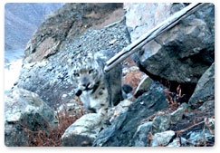 Mongol the snow leopard is caught, released once again