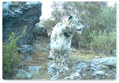 New photos of snow leopard Mongol