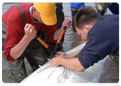 Scientists working on the White Whale Programme place transmitters onto white whales