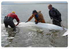 Работа научной экспедиции по программе «Белуха - Белый кит». Мечение белух спутниковыми передатчиками