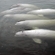 White whales can be identified by photograph thanks to their scars. These scar patterns, unique to each whale, are easy to see on their white back, tail and sides