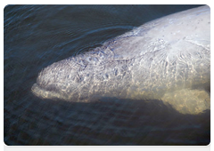 White whales can be identified by photograph thanks to their scars. These scar patterns, unique to each whale, are easy to see on their white back, tail and sides