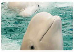 White whales are cute, lovable animals. They are easy to train, which is why they often become the stars of sea-life centres and dolphinaria