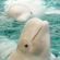 White whales are cute, lovable animals. They are easy to train, which is why they often become the stars of sea-life centres and dolphinaria