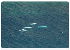 Aerial studies help scientists monitor white whales’ seasonal migration in Russia’s seas
