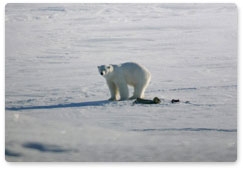 Russian researchers track polar bear by satellite