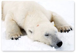Чтобы спасти белого медведя, нужна его системная защита от истребления