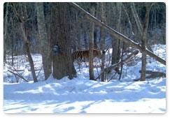 Three Amur tiger cubs spotted on a military base in Primorye