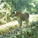 Тигр Люк на лесной дороге Уссурийского заповедника