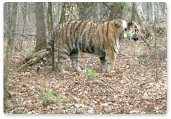 Российские учёные выбрали трёх амурских тигров для передачи Ирану