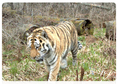 Tiger Professor three days after an encounter with researchers