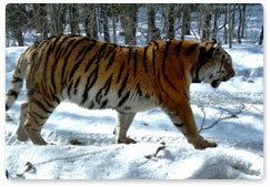 На Дальнем Востоке начался ежегодный мониторинг популяции тигра