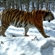 Тигрица Серьга на территории Уссурийского заповедника