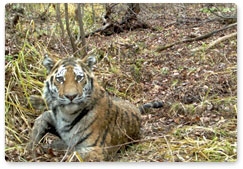 China-Russia symposium on Amur tiger conservation