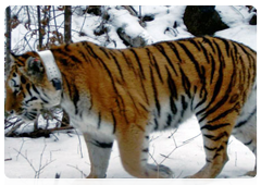 Tigress Serga at the Ussuri Nature Reserve