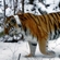 Тигрица Серьга на территории Уссурийского заповедника
