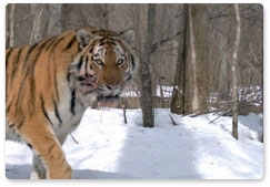 Минприроды планирует ввести сертификацию шкур тигра