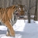 Tigress Princess at the Ussuri Nature Reserve