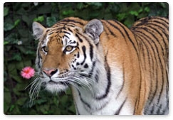 Indian and Russian scientists discuss methods for studying tigers in their two countries