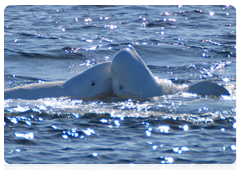 Beluga whales gather off Beluga Cape to mate, give birth to and raise their calves