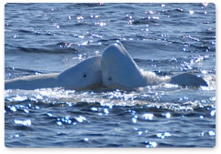 White Guard. Interview with Dmitry Glazov, the deputy head of the Beluga White Whale Programme at the Russian Academy of Sciences' Severtsov Institute of Ecology and Evolution (IPEE RAS)