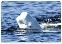 Beluga whales gather off Beluga Cape in May and spend the entire summer there, leaving around the end of September