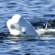 Beluga whales gather off Beluga Cape in May and spend the entire summer there, leaving around the end of September