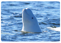The Solovetsky mating waters for beluga whales are unique in that the mammals swim very close to the shore and spend a long time here most days